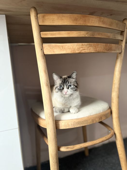 Собачка и кошка питомцы