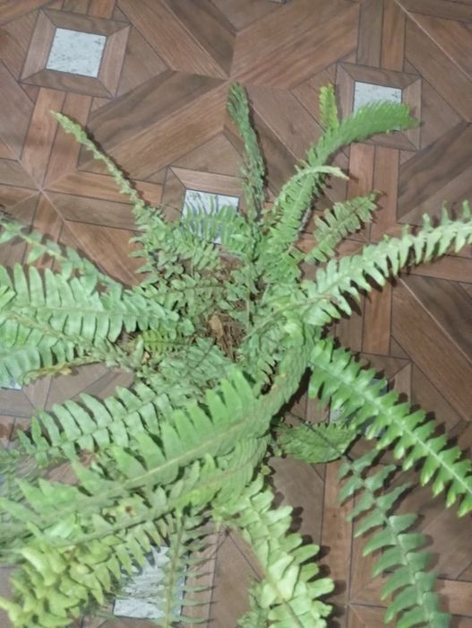 Продаются цветочки