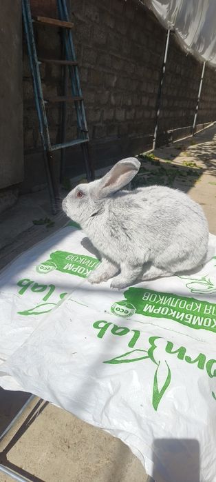 Кролики Бургундской породы и Полтавское серебро