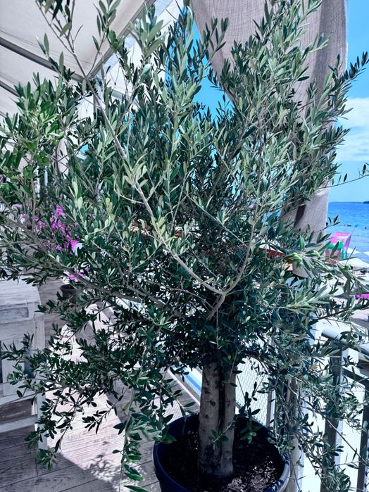 Студоустойчива маслина дърво