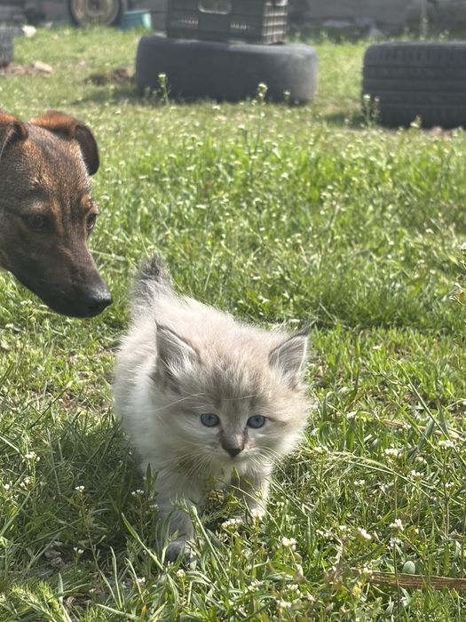 Отдам котёнка хорошие руки