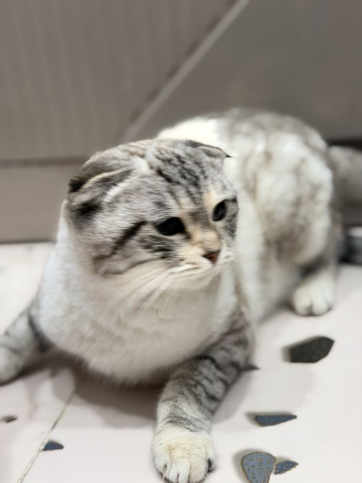 Вислаухая шотландская мысығы сатылады