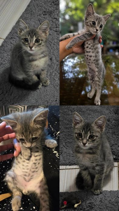 Ищу дом котёнку мальчику