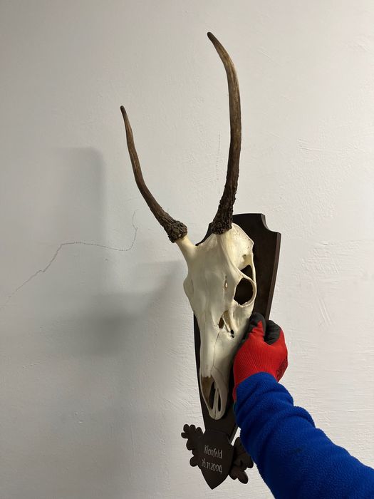 Трофей от шилар, лов и риболов