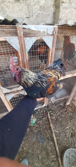 2 ta Lakadenze xo‘roz – naslli, kuchli va chiroyli zot