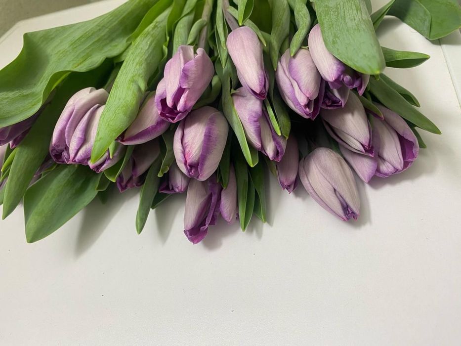 Тюльпаны предзаказы