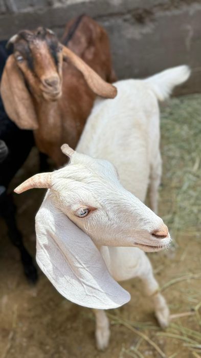 Битал козлято...