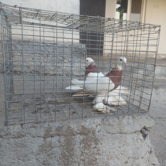 Капкан пара гатовый