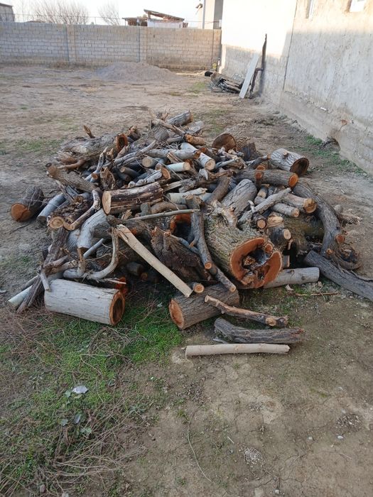 Otin sotiladi urik yongoq