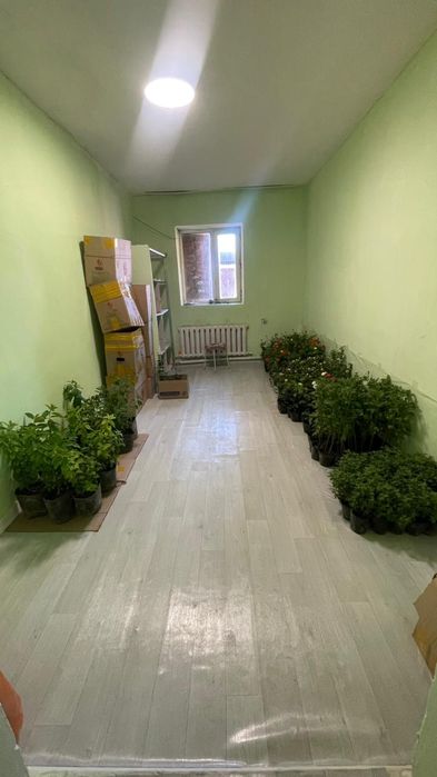 Гортензия 3х-летние метельчетая