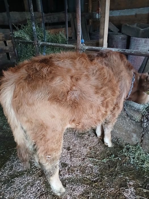 Vând vitel  de rasa