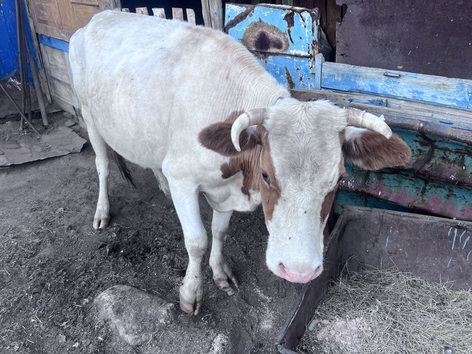 Продам Корову (КРС)