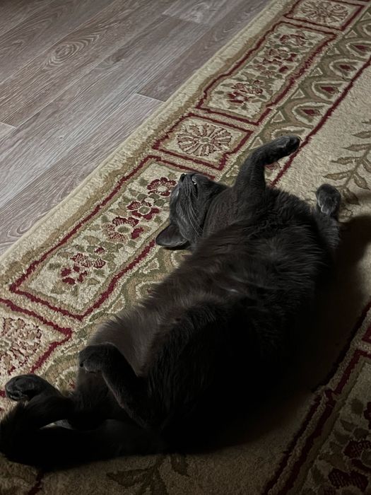 Отдам взрослого кота