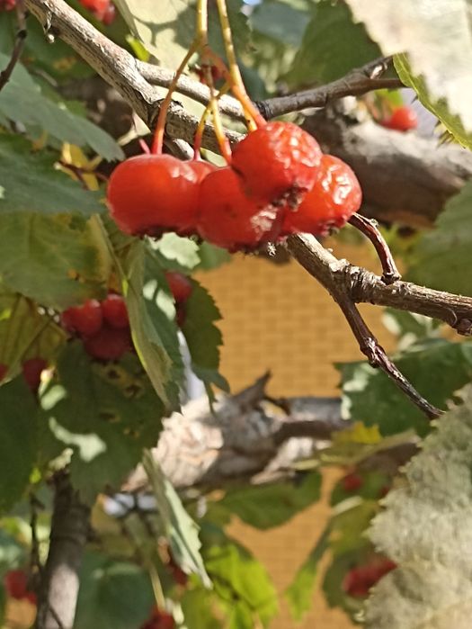 Продам бярошник в любом количестве