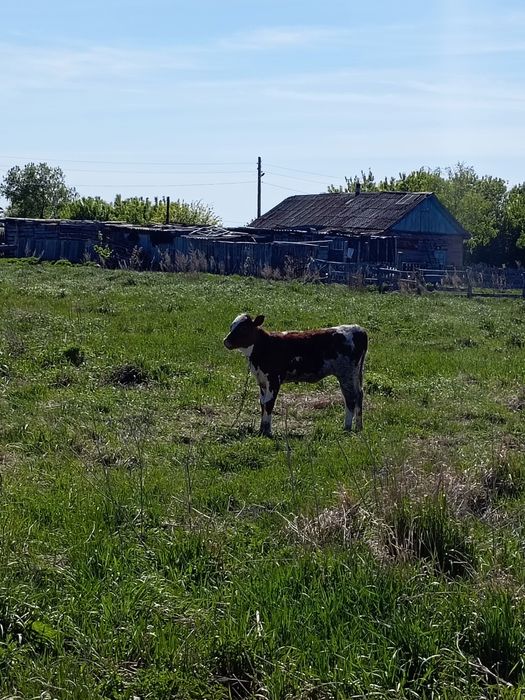 Продам тёлочку 3 месяца продано