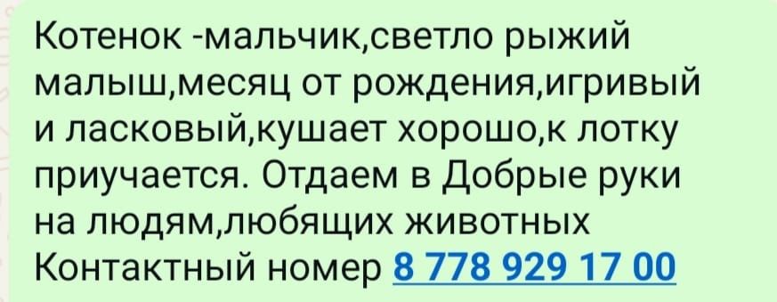 Отдам котёнка в добрые руки!