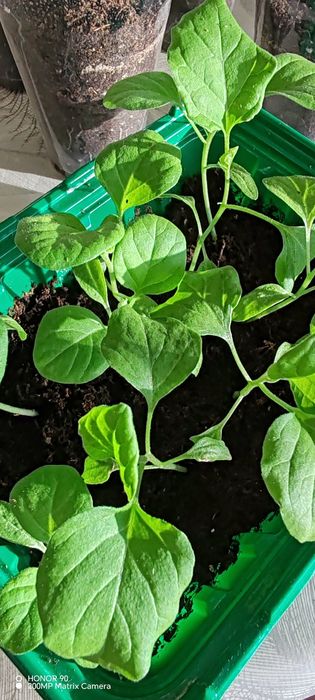 Рассада томатов, перца, огурцов, баклажан