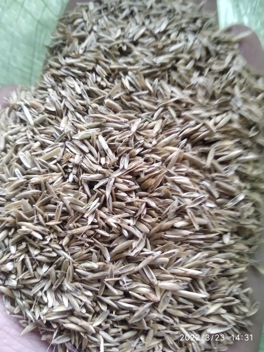 gazon urug optom va ulgurji narxlarda maysa chim oʻt