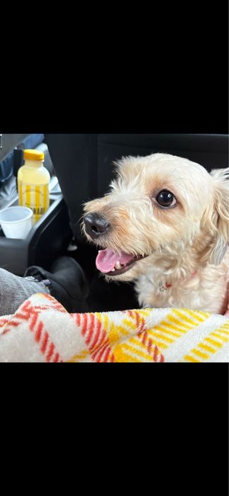 Donez catelusa metis talie medie