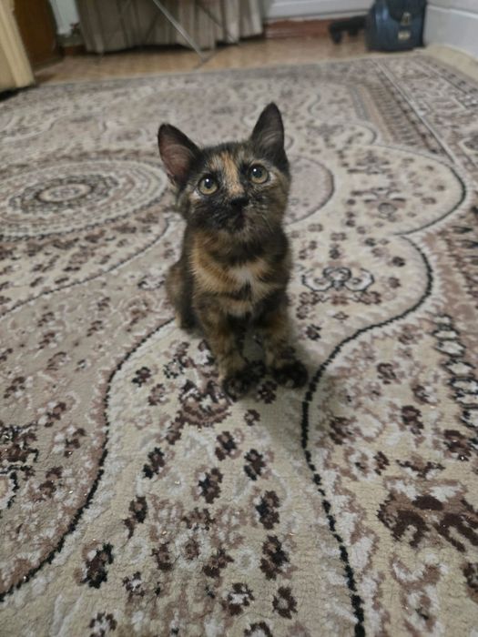 чудесные милые котята