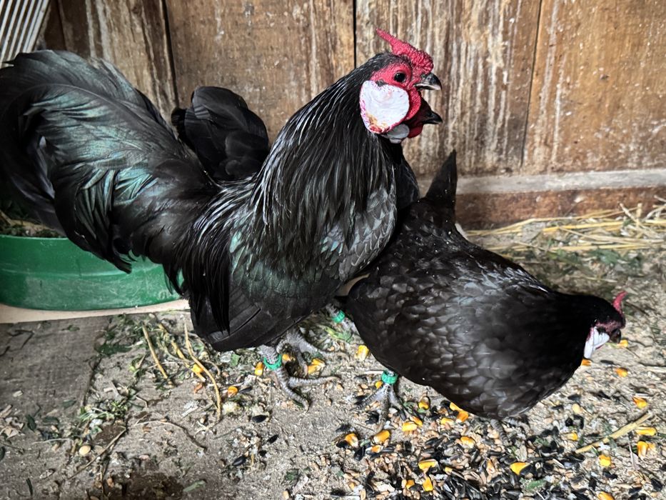 Bantam negru gainuse pitice