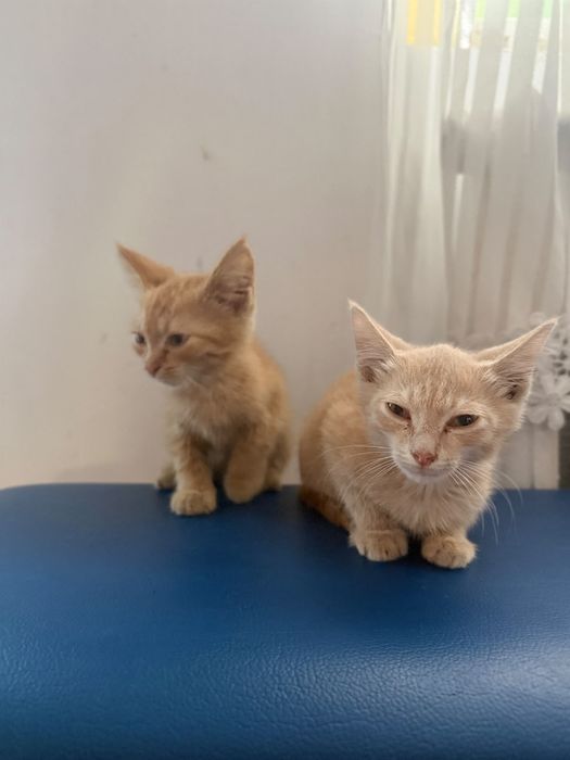 Отдам котят бесплатно