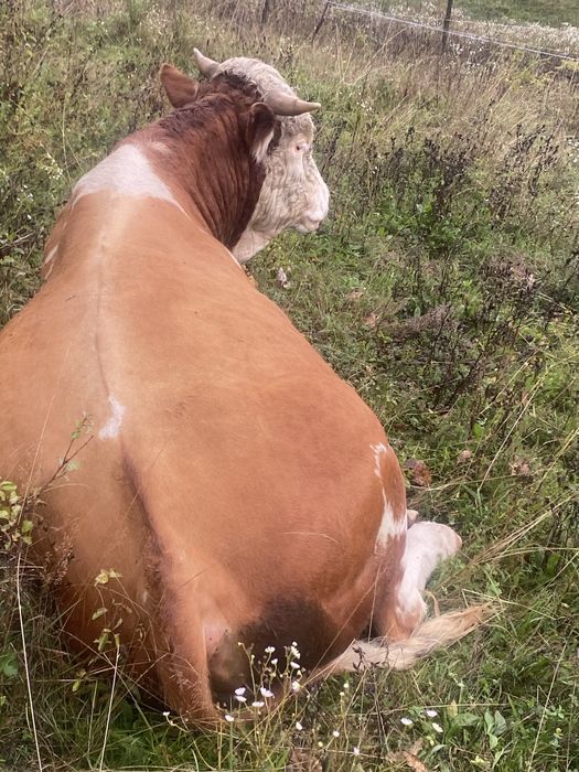 Taur de vanzare de doi ani