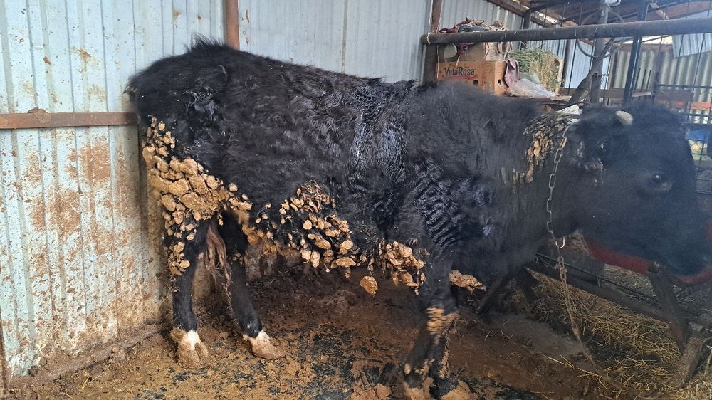 Продам бука кашар корова