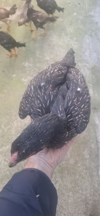 Дакан жужалари сотилади зотига тозалигига 100% гарантя