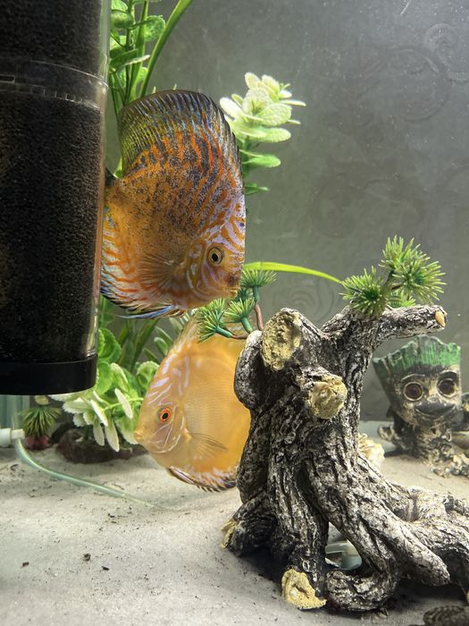 продается Дискусы Курпный Размер