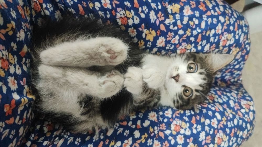 Продается котёнок