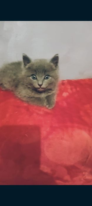 Котенок в добрые руки!