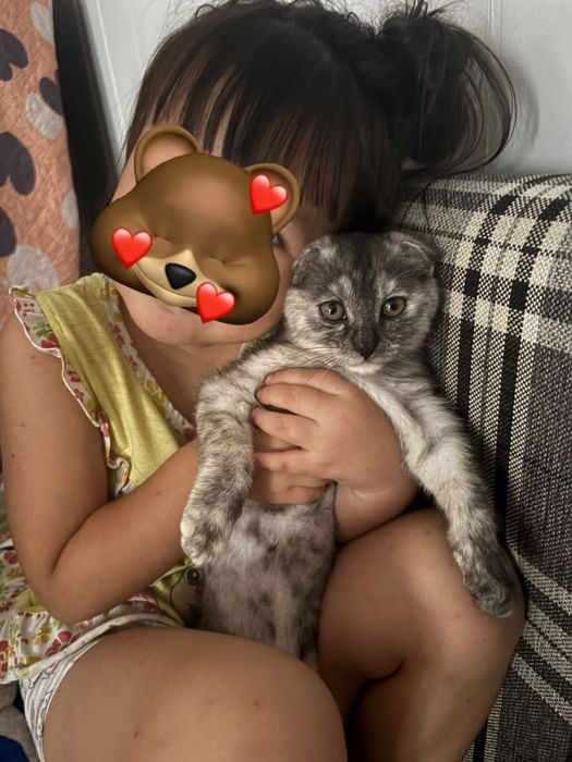Породистая кошка
