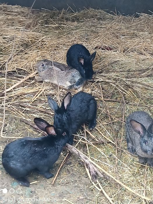 Кролики от1 до3кг