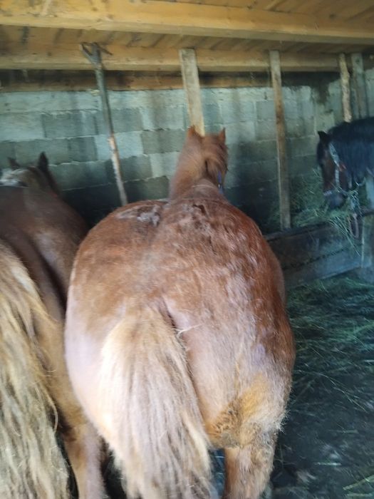 Vând mânz 7-8 luni