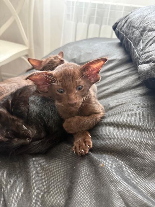 Продам котят Ориенталов