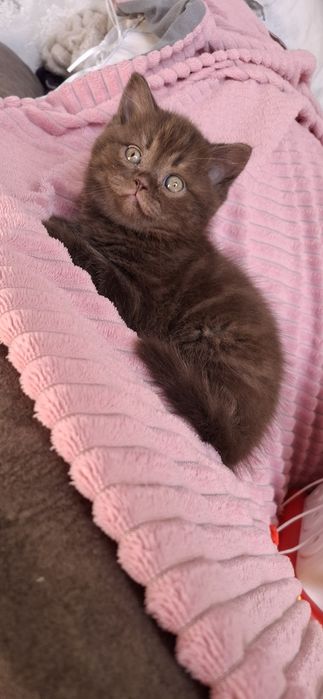 Британские котята мальчики и девочки