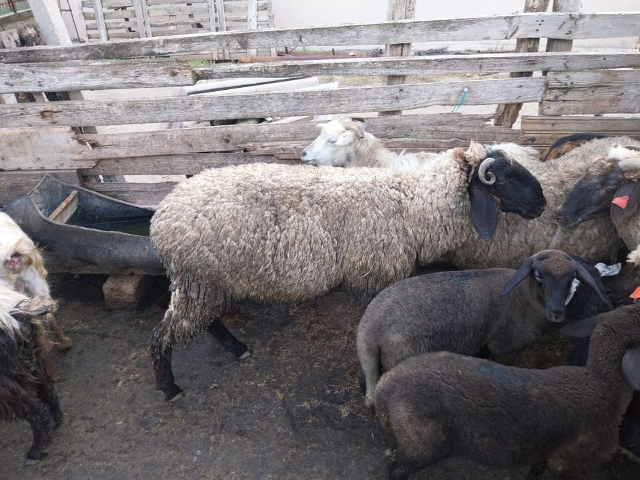 2 berbeci de vânzare,au vârsta de 2 ani și 3 ani