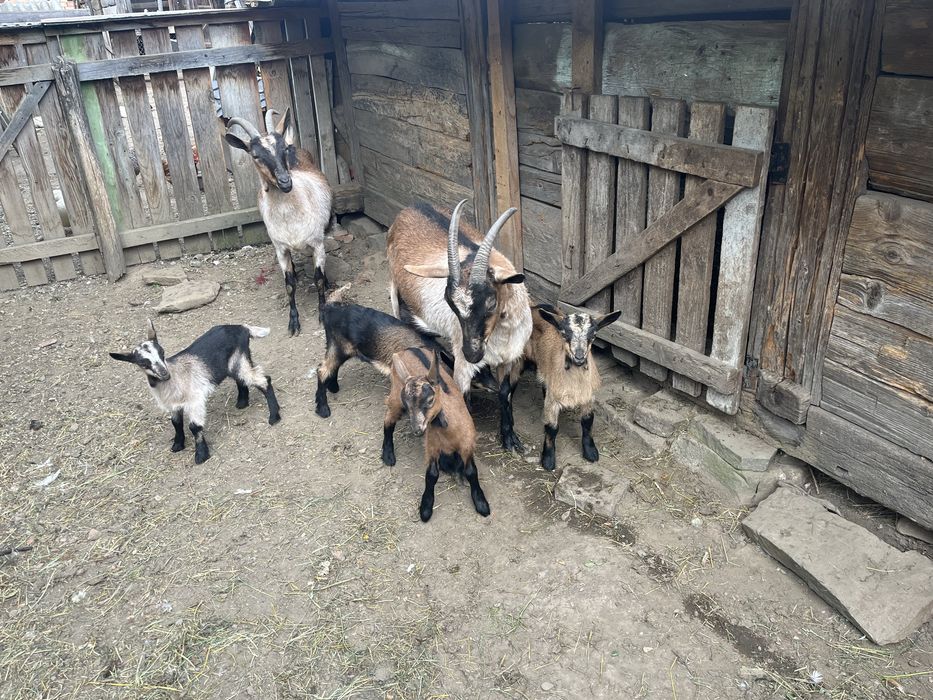 capre de vânzare urgent!!!
