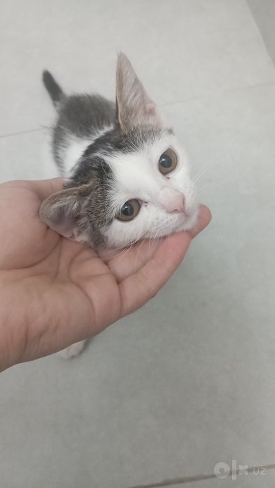 Котенок девочка 2 месяца