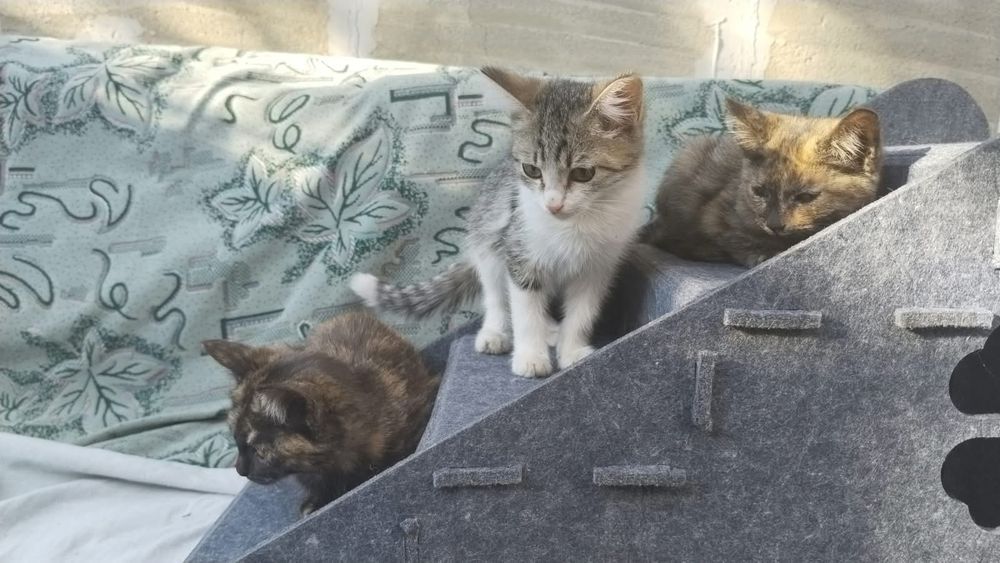 Отдам котят в добрые руки