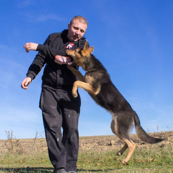 Дрессировка собак и коррекция поведения.