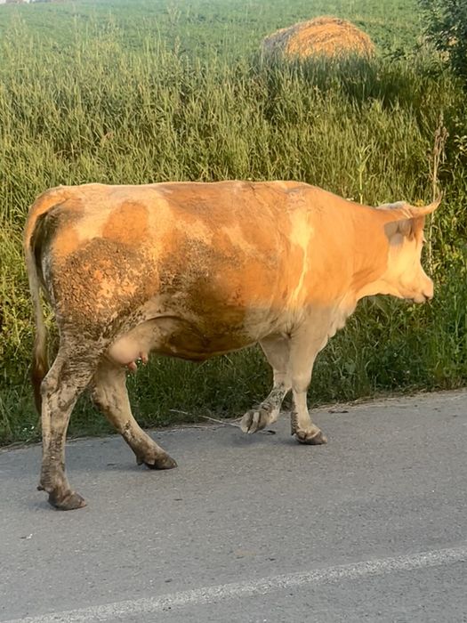 Vaci cu lapte,de vanzare!