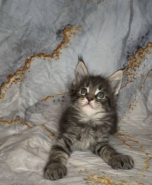 Продаются мейн куны из питомника