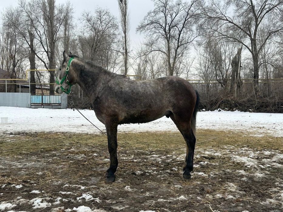 Продам молодого  жеребца