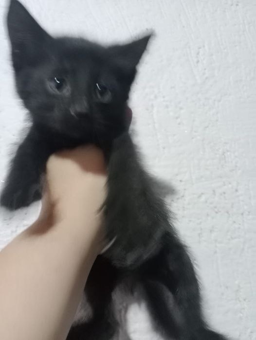 Кошечки. Кошечки