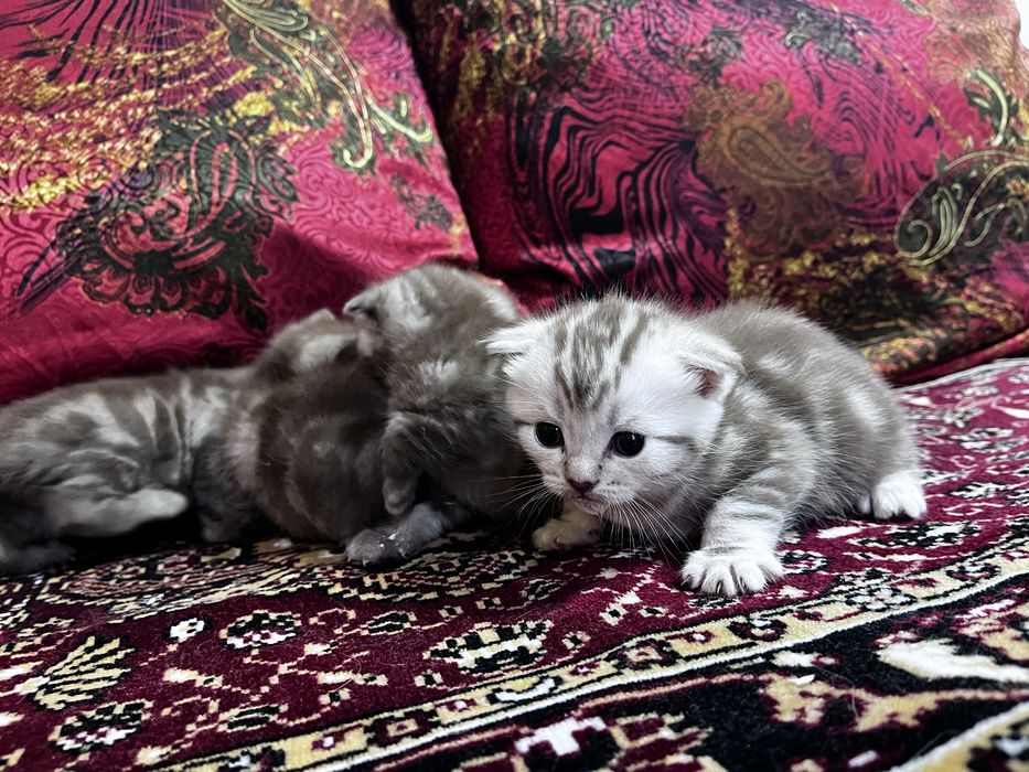 Шотландские котята вислоухие