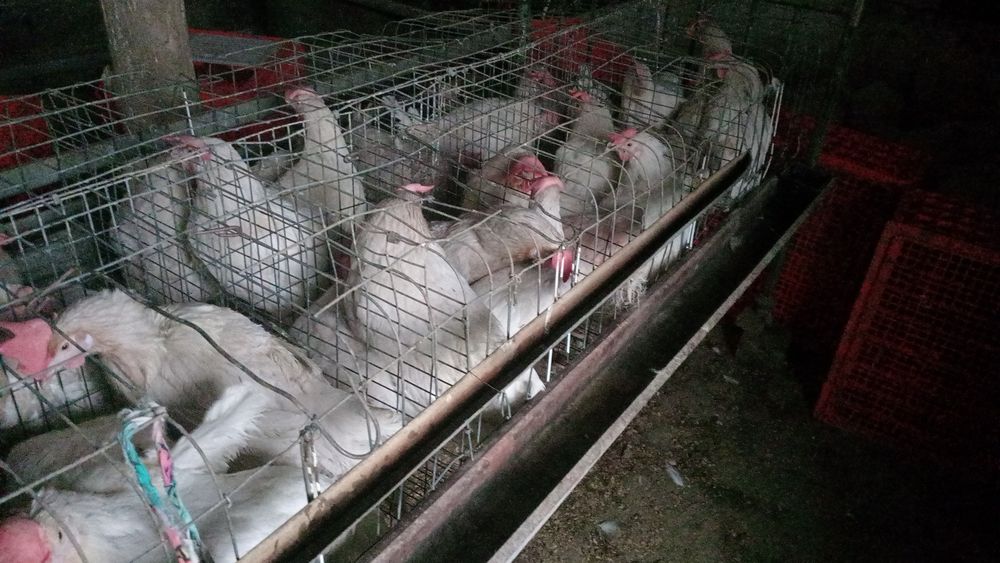 Ломан,биравин то