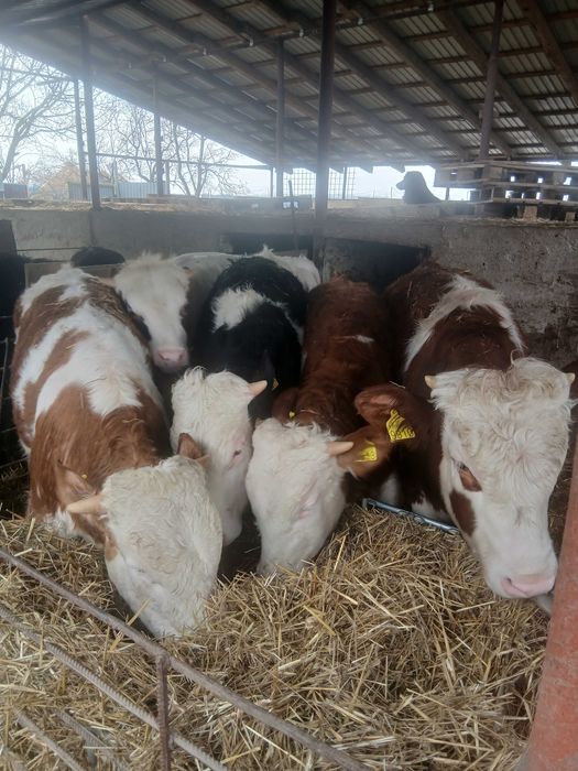 Vitei baltati de vinzare