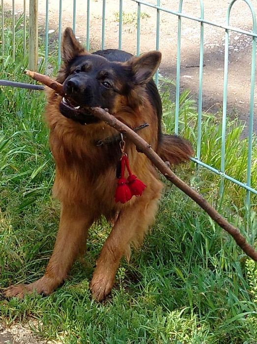 Ищем Невестку. Длинношёрстный кобель Немецкой овчарки